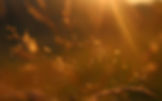 Sunrays