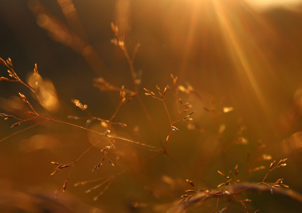 Golden sunlight floods the picture with thin plant stems in the center.