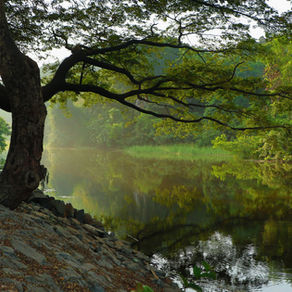 International Day of Forests