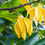 Thumbnail: Essential Oil: Ylang-Ylang