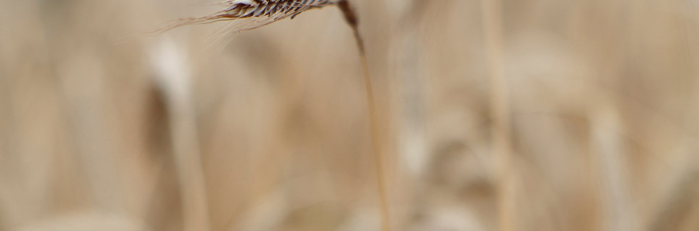 Golden wheat stalks