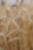 Campo di grano