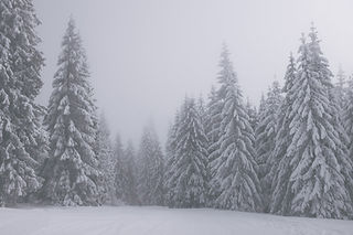 Snowy Pine Forest
