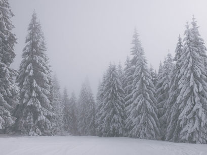 Between Shades of Gray- Ruta Sepetys