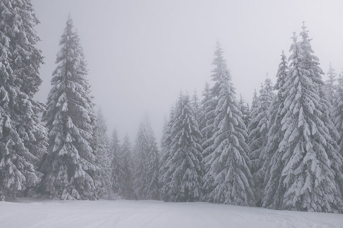 Snowy Pine Forest