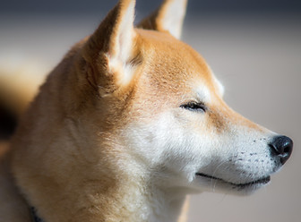 Shiba Inu Profile
