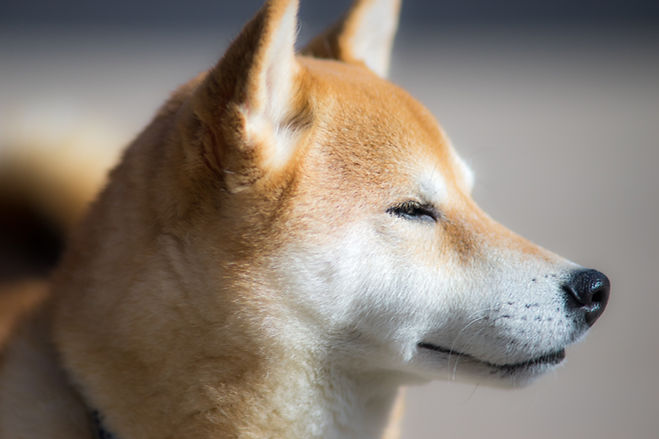 Shiba Inu-Profil