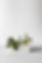 Books With Foliage