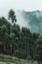 Grands arbres