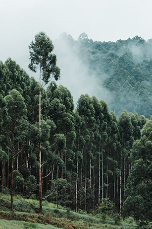Tall Trees