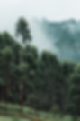 Tall Trees