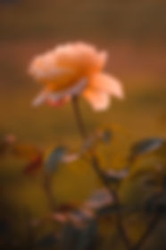 Une rose