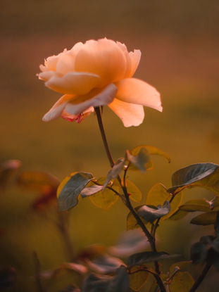 The Rose