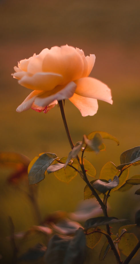 Soft Rose Bloom