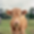 Curious Young Cow