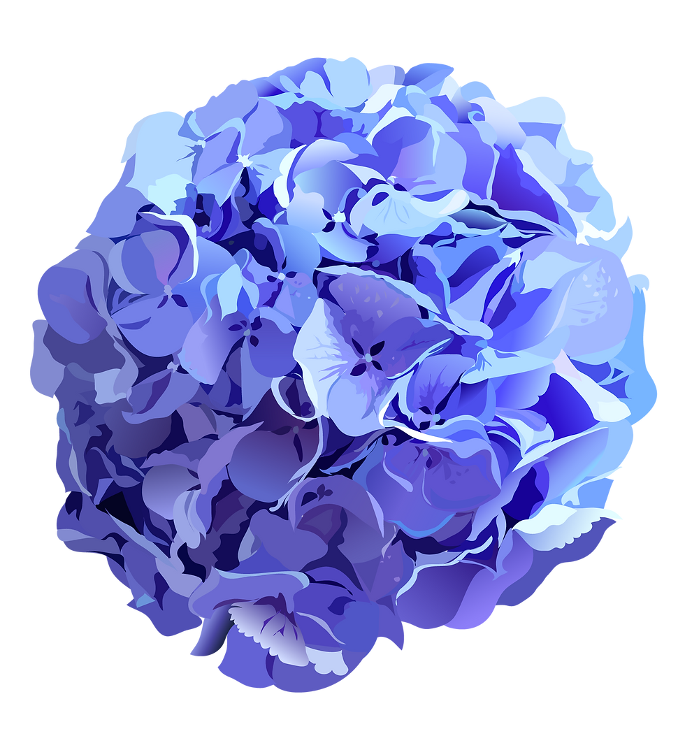 Purple Hydrangea Illustration