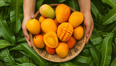 Fresh indian Mangos export
