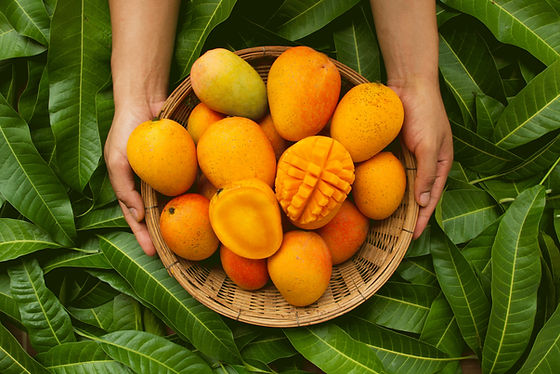 Cat Chu Mango | Happy Groves