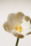 White Tulip