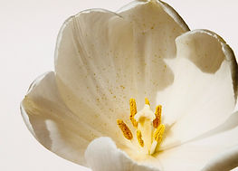 White Tulip Closeup