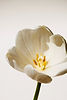 Nahaufnahme einer weißen Tulpe