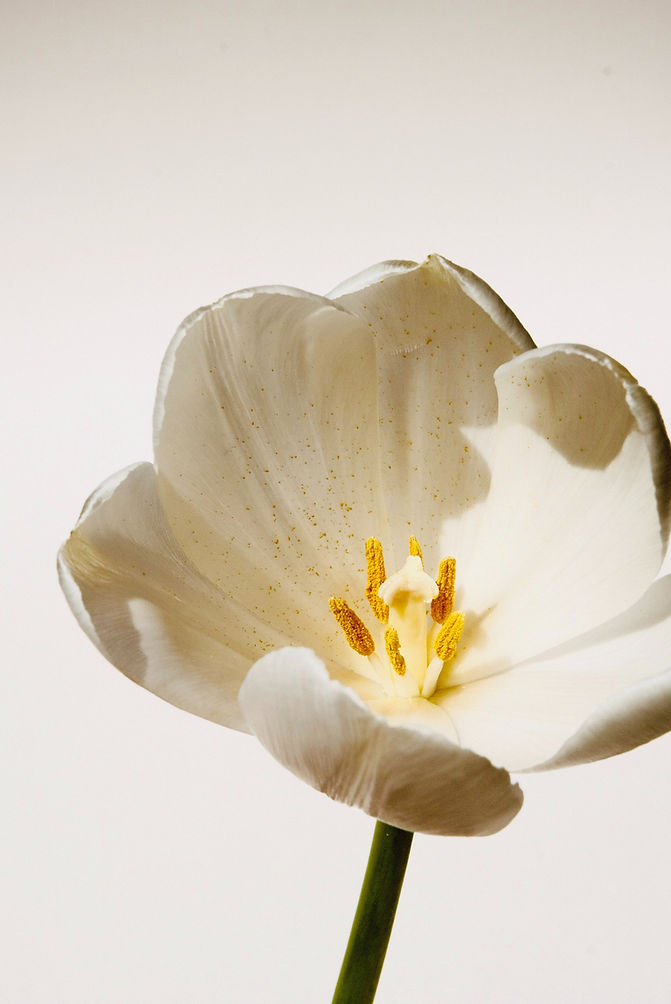 White Tulip Closeup