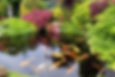Big Kois in the pond