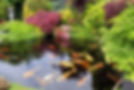 Big Kois in the pond