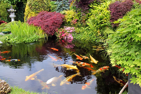 Big Kois in the pond
