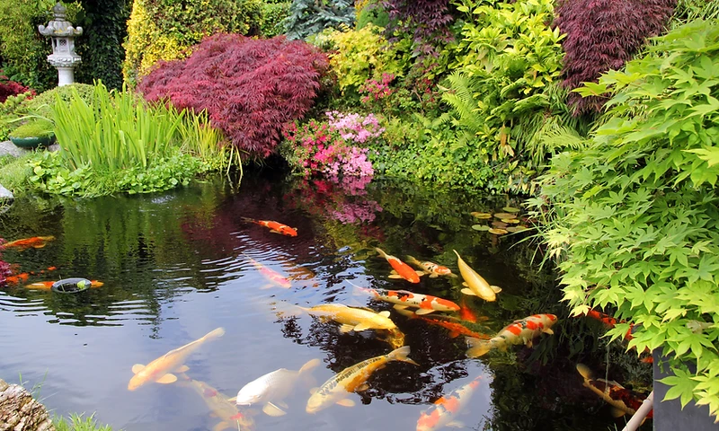 large koi pond