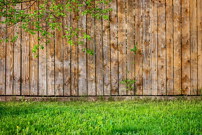 Fresh spring green grass and leaf plant over wood fence background