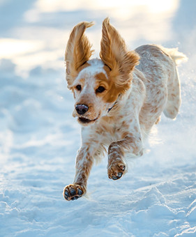 Dog gamboling in the snow