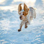 Dog gamboling in the snow