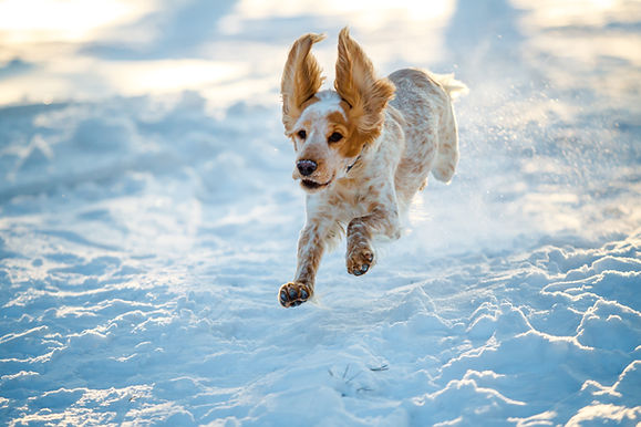 Dog gamboling in the snow