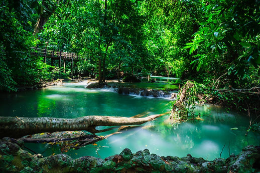 A stream in the forest