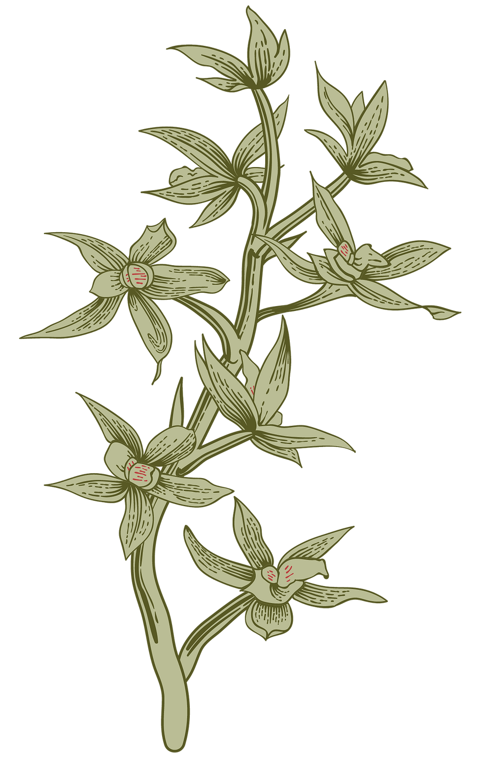 Illustration botanique d'orchidées