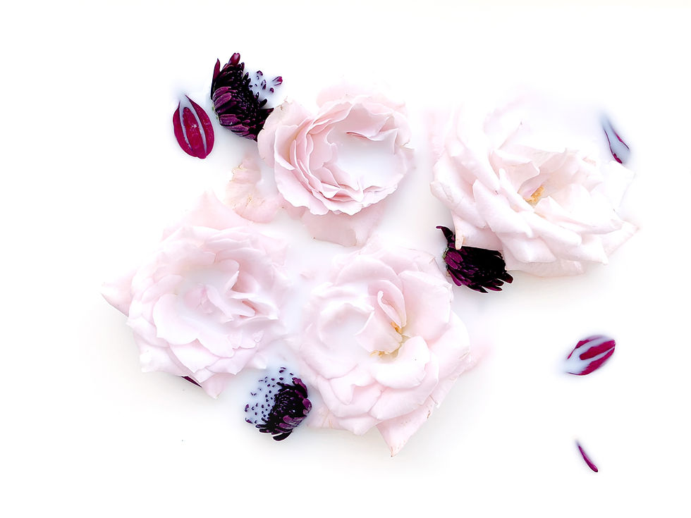 Pink Roses Art