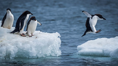 Pingüinos en hielo flotante