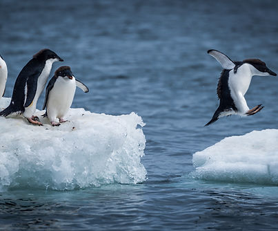 Penguins on Floating Ice
