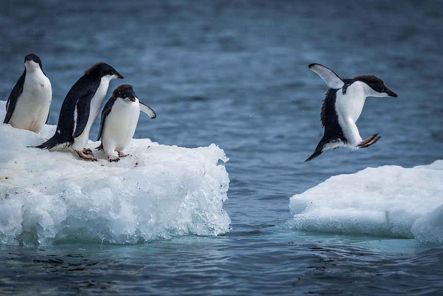 Pingüinos en hielo flotante