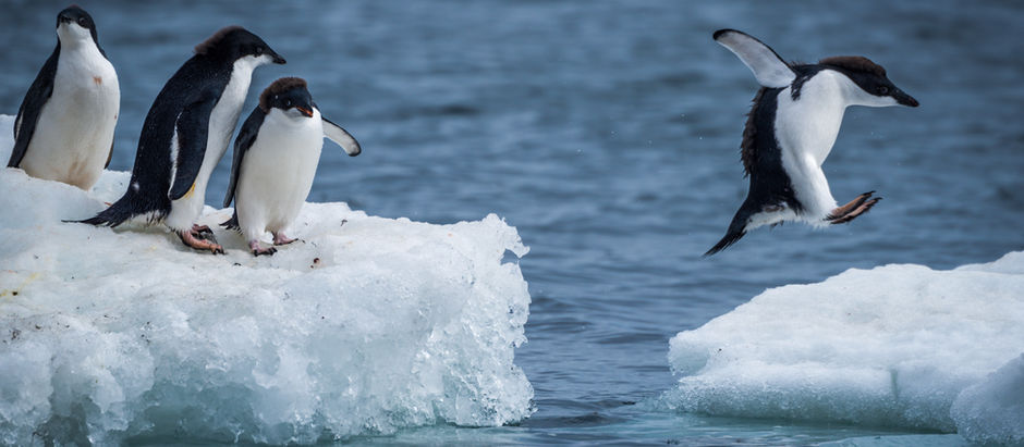 Pinguine auf einer Eisscholle, ein Pinguin springt alleine auf eine andere Eisscholle, Symbol für die Entscheidung zwischen Bleiben und Aufbruch