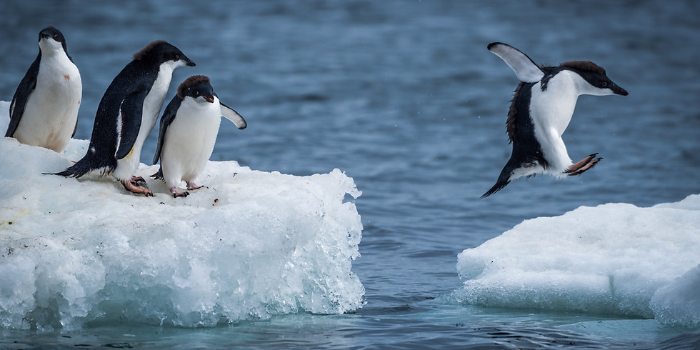 Penguin Tales Story and Craft with Miss Annemarie