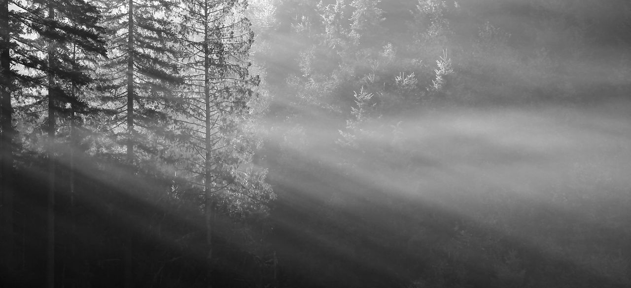 Forest Sunrays