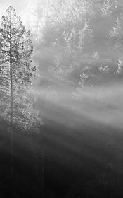 Forest Sunlight Rays