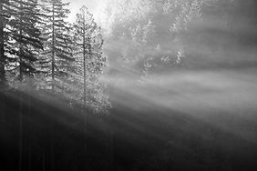 Forest Sunrays