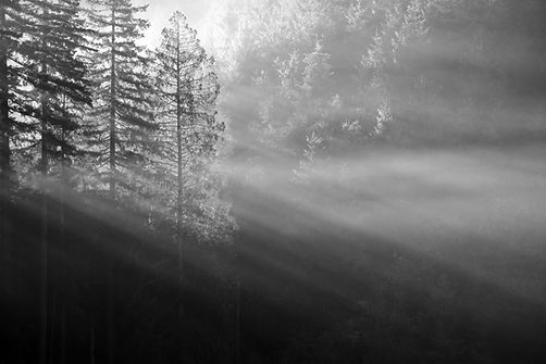 Forest Sunrays