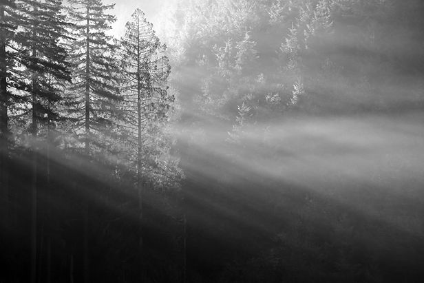 Forest Sunlight Rays