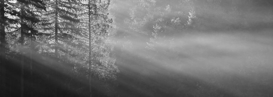 Forest Sunlight Rays