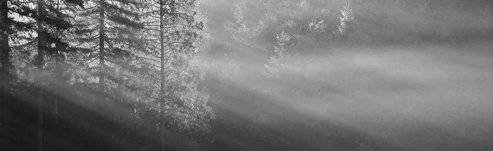 Forest Sunrays