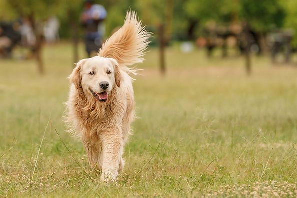 Golden Cocker Spaniel dog looking forward in outdoor field environment UK